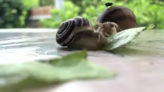 Il pasto della lumaca - Snails eating