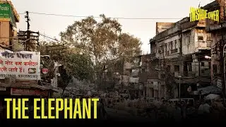 The elephant
