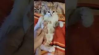 Выкинули в сумке. Меренгу и ее братика Эклерчика. очень нужен дом. 