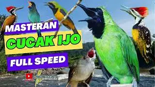 Masteran Cucak Ijo isian full tembakan kasar suara jernih