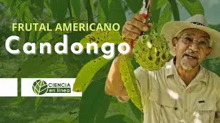 Candongo o Biribá, un frutal americano 🍈