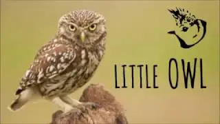 Birding in Spain: Little Owl