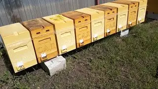 ПОДВОЖУ ИТОГИ ПОДСАДКИ ПЛОДНЫХ МАТОК ПОСЛЕ ПРОДАЖИ ПАКЕТОВ