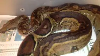 snake collection 2013