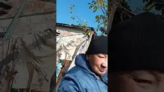 VID 20241028 102516 #витямитя