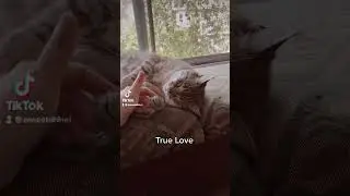 Severus Snape Narrates Grown Woman's Love of Cindel | Cute Cats & Harry Potter TikTok #shorts