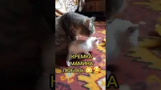 🐱🥰Кремка-мамина любовь!❤️