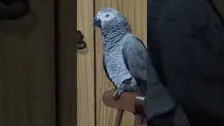 И шо такое? Посвистяем