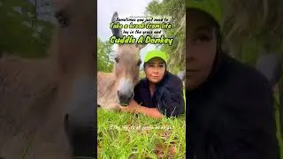 Take a break from Life & Cuddle with a Donkey🫏 #farmanimals #donkeys