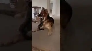 Смешные видео про животных