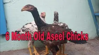 6 Month Old Aseel Chicks