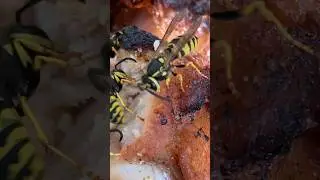 Осы на шашлыках