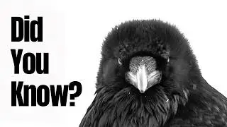 Things you need to know about RAVENS!