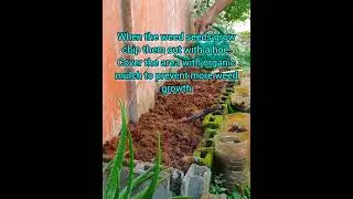 Veggies Trench Soil Preparation