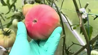 Последний тепличный день.