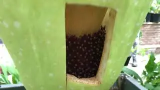 Rare video: lucky to see a flower that only blooms once in 10-12 years