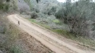 צבועים