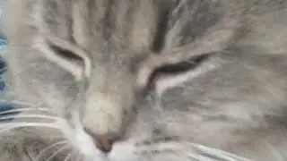 ппп