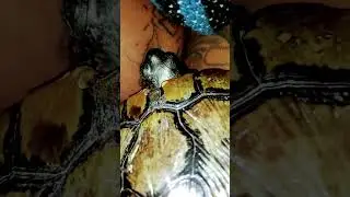 He ran to go to sleep on my arm 😂😂♥️♥️ #turtledad #viral #turtle