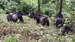 Gorilla Fights On Camera with 4 Gorillas I Nature Fight