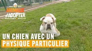 Un chien avec un physique particulier abandonné à la SPA
