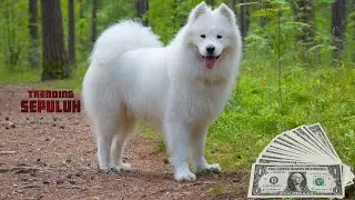 10 TYPES OF THE WORLD'S EXPENSIVE DOG | No. 1 is the cutest