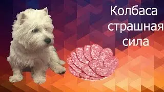 Колбаса страшная сила ( дрессировка собаки)
