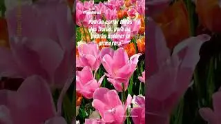 Podrán cortar todas las flores, pero no podrán detener la primavera  #PabloNeruda
