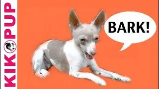 How to train your dog not to bark- Episode 1 - barking at noises