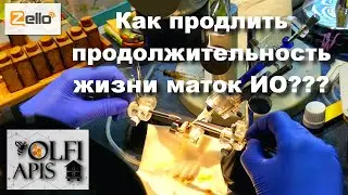 Как продлить продолжительность жизни маток ИО ???