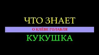 Спросил кукушку сколько голавлей поймаю
