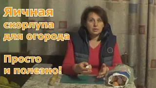 Яичная скорлупа для сада и огорода. Как сделать удобрение из яичной скорлупы