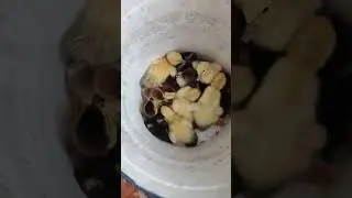 утята