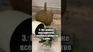 законы кота👌💍