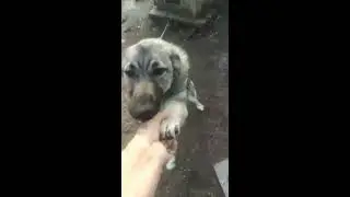 Live home animals. Dog&Cat. Part 2.