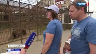 Медведь Балу у кафе на трассе М1