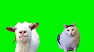 goat talking to huh cat meme (green screen)