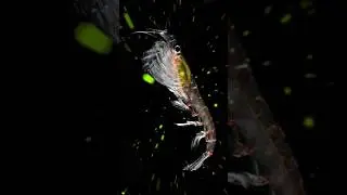 The Secret About Antarctic Krill #climatechange #fypシ #seacreatures #seaanimals #ocean #secret