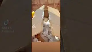 plein de bébé chats trop mignon !!! 😍🤩