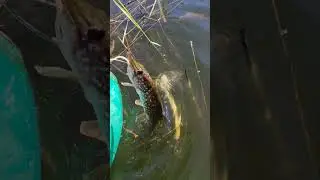 поймали мы мамку (щуку)