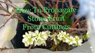 How To Propagate Stone Fruit Trees From Cuttings