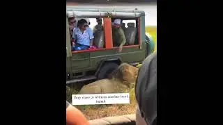 what a disgusting behavior we should have to respect them #wildlife #kruger #animals #hyena #lions