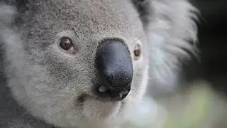 Speaking Aussie 6 - An Aussie Conversation