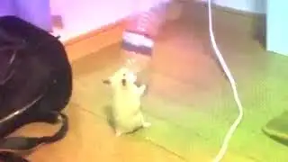 Hamster Rave