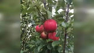 Яблоня Орлинка
