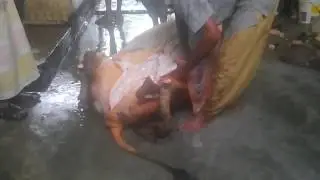 HD:How to Process Full Cow In Meat/Beef Market Remove Cow Skin