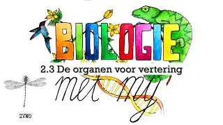 2VG - 2.3 De organen voor vertering