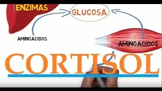 CORTISOL