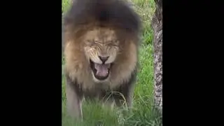 Большие кошки и маленькие