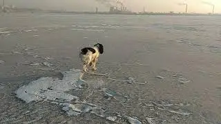 Спаниель на прогулке. Ижевский пруд.